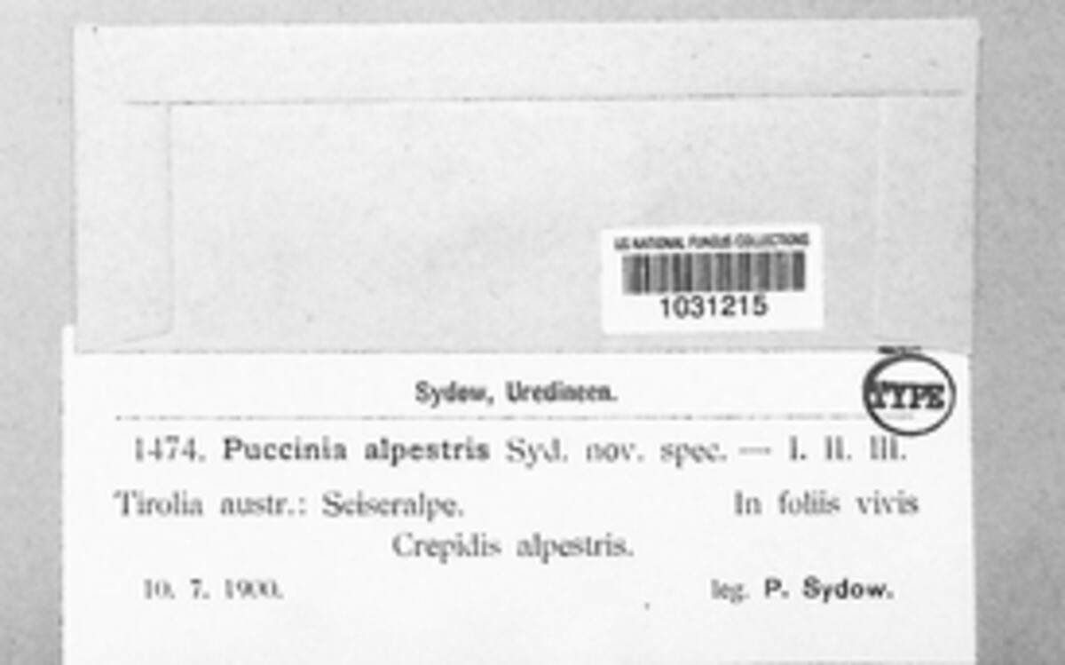 Puccinia alpestris image